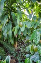 Exotic plants. Green natural background. Details of nature. Royalty Free Stock Photo