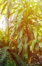 Exotic plants. Green natural background. Details of nature. Royalty Free Stock Photo