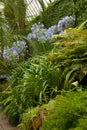 Exotic plants in a greenhouse