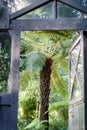 Exotic plants grow in orangery: view through old vintage door. Open entrance to tropical greenhouse Royalty Free Stock Photo