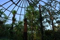 Exotic plants and palm trunks are growing towards the glass dome-like roof of a greenhouse.