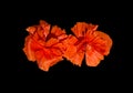 Exotic poppies intense orange Royalty Free Stock Photo