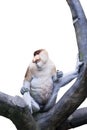 Exotic proboscis monkey sits on the tree Royalty Free Stock Photo