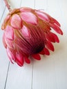 Protea Royalty Free Stock Photo