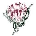 Exotic protea flower.