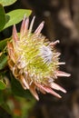 Exotic Protea plant in flower Royalty Free Stock Photo