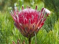Exotic Protea plant in flower Royalty Free Stock Photo