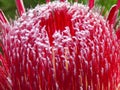 Exotic Protea plant in flower Royalty Free Stock Photo