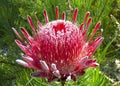 Exotic Protea plant in flower Royalty Free Stock Photo