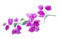 Exotic purple bougainvillea flower. Branch with leaves and flowers isolated on white background. Hand drawn watercolor