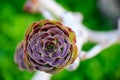 Exotic purple flower close-up