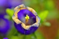 Exotic Purple Flower