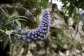 Exotic purple flower