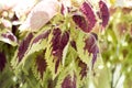 Exotic purple leaves with green edges