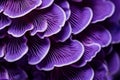 Exotic Purple macro closeup mushrooms. Generate Ai Royalty Free Stock Photo