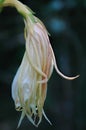 Exotic Queen of the Night flower fading at dusk, cacti which rarely blossoms and only at night time Royalty Free Stock Photo