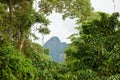 Exotic rainforest landscape
