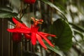 Exotic red flower