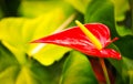 Exotic red flower Royalty Free Stock Photo