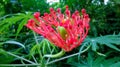 Exotic red flower in the Peruvian jungle Royalty Free Stock Photo