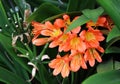 Exotic red flower with yellow pistils in Maui island Royalty Free Stock Photo