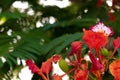 Exotic red flowering tree. Red royal poinciana flowers in a tree. Red flower background. Tropical red flowering tree. Florida