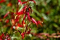 Red Tropical Flower in a California Garden