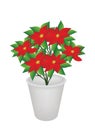 Exotic Red Flowers Plant in Flower Pot