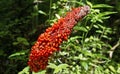 Exotic red fructification, Anthurium plowmanii or anthurium red seeds