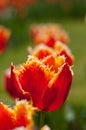 Exotic red tulip in flower garden