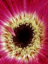 exotic red white and beige gerbera with a dark disc center and glowing petals