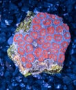 Exotic reef red and blue Acan Brain Coral indopacific Royalty Free Stock Photo