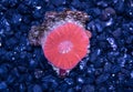 Exotic reef red color mini scolymia coral. Lps coral