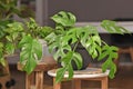 Exotic `Rhaphidophora Tetrasperma` houseplant with small leaves with holes in black flower pot