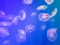 Exotic saltwater jellyfish swimming in aquarium