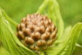 An exotic flower bud on a defocused natural background. Selective focus Royalty Free Stock Photo