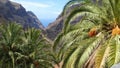 Exotic Scenery of palm trees and mountains in Canary Islands