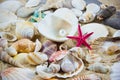The exotic sea shell . Royalty Free Stock Photo