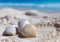 Exotic sea shell Royalty Free Stock Photo