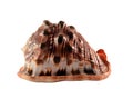 Exotic sea shell isolated on white background Royalty Free Stock Photo