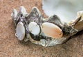 The exotic sea shell with a pearl beads lies on sa Royalty Free Stock Photo