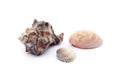 Exotic sea shells