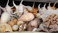 Exotic Sea Shells for Sale