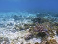 Exotic sea turtle in tropical sea shore. Marine tortoise underwater photo. Royalty Free Stock Photo