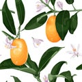 Exotic seamless pattern with kumquat fruits, flowers and leaves. Fortunella tropical fruit.