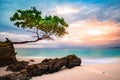 Exotic seascape with sea grape tree Royalty Free Stock Photo