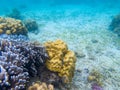 Exotic seascape with yellow coral reef. Underwater view of sand sea bottom. Tropical sea snorkeling or diving Royalty Free Stock Photo