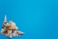 Exotic Seashell Pile Tropical Composition Flat Lay