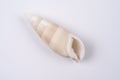 Exotic seashell on a white background. studio macro shot Royalty Free Stock Photo