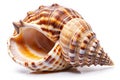 Exotic shell, isolated on a white background Royalty Free Stock Photo